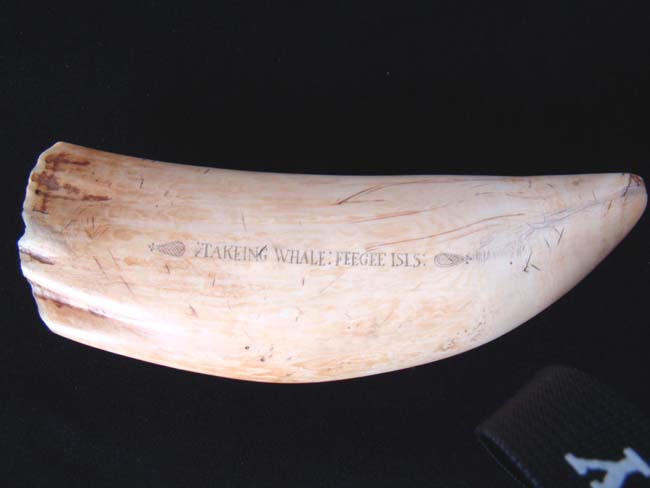A large scrimshawed Sperm Whale's Tooth depicting a Whaling hunt off the 'Feegee' Islands. — image 5
